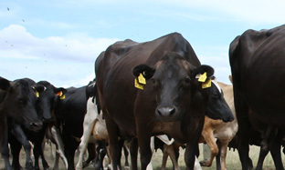 Parásitos externos en ganado bovino.